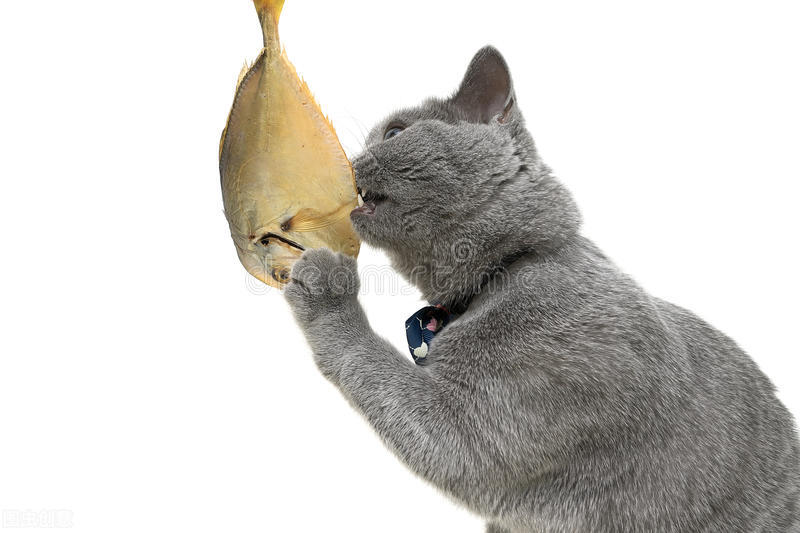 小猫吃鱼2.jpg