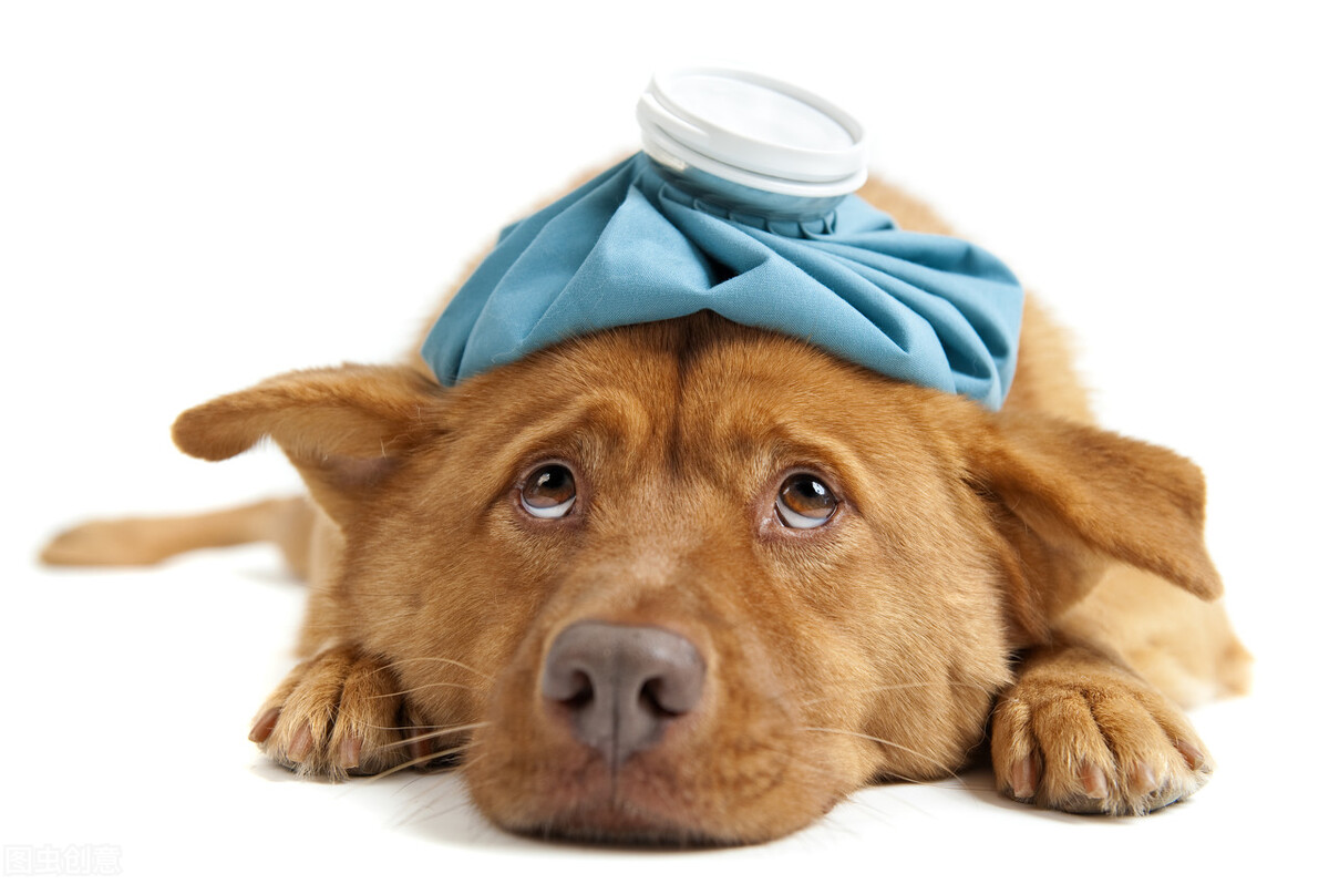 关于犬瘟热，治疗前宠物家长就应该知道的 安宇权/作 - 知乎